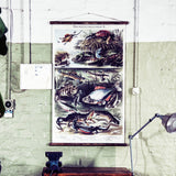 Fish Wall Chart