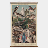 Birds Wall Chart