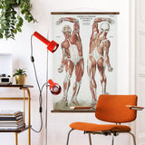 Frohse Plate No. 2 Wall Chart