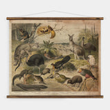 Australische Fauna Wall Chart