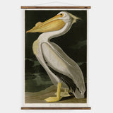 American Pelican Wall Chart