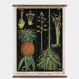 Pineapple & Agave Wall Chart