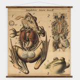 Pfurtscheller Frog Wall Chart