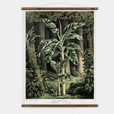 Musa Vittata Wall Chart