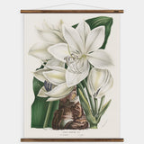 Crinum Giganteum Wall Chart