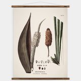 Diplothemium Wall Chart