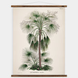 Livistona Humilis Wall Chart