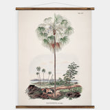 Livistona Inermis Wall Chart