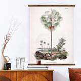 Livistona Inermis Wall Chart