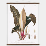 Trew Arum Wall Chart