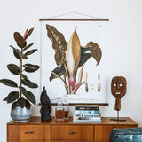 Trew Arum Wall Chart