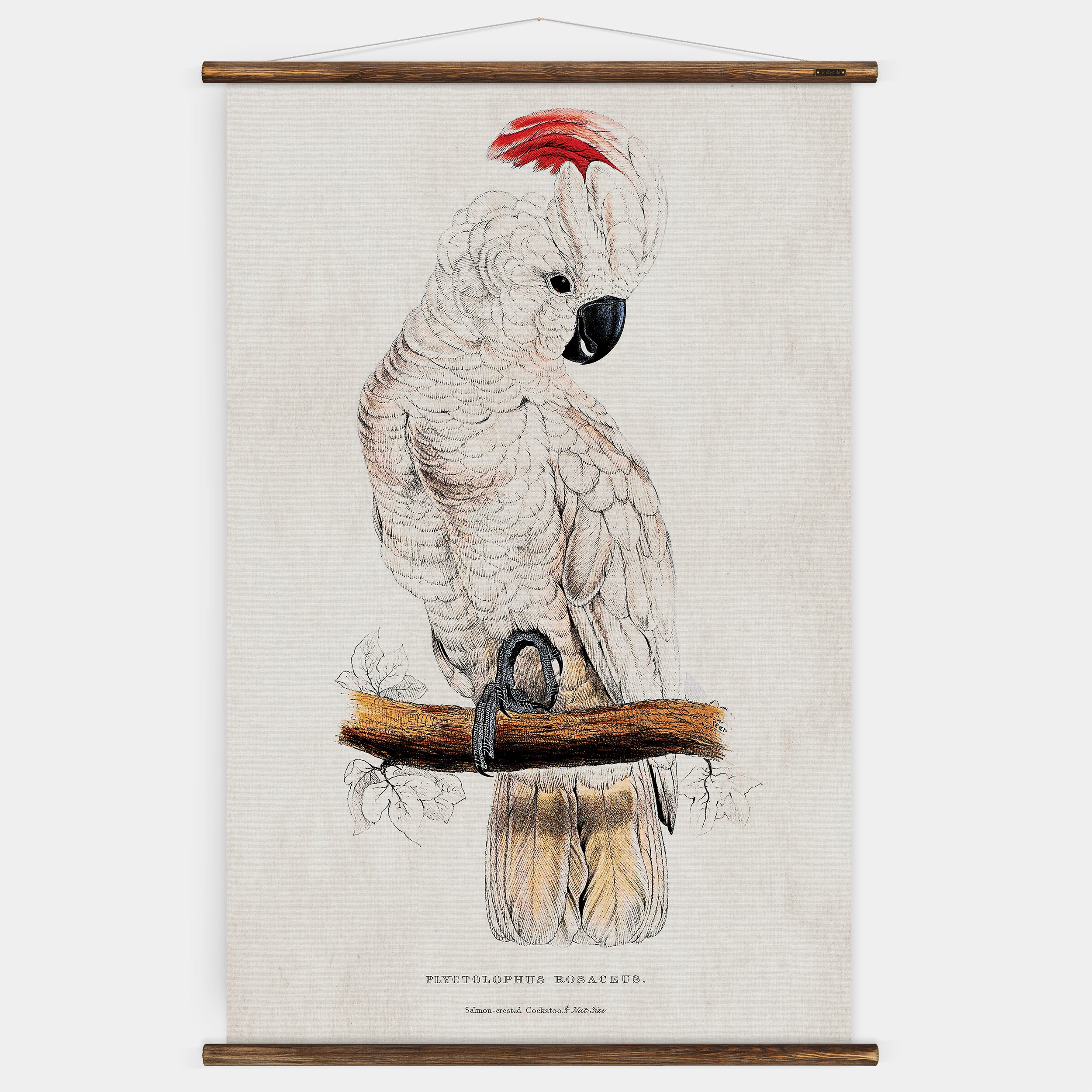 Cockatoo Wall Chart – Erstwhile