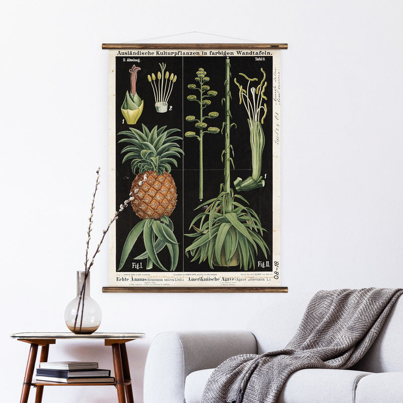 agave plant and pineapple size comparison Pineapple & Agave Wall Chart – Erstwhile