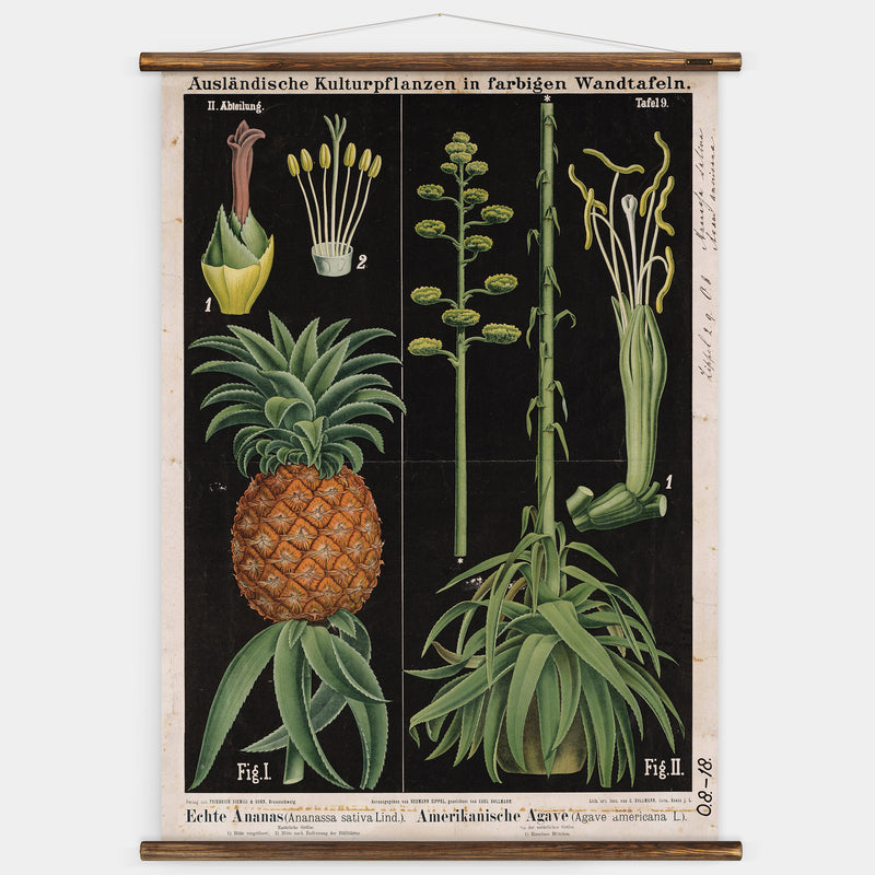 agave plant and pineapple Pineapple & Agave Wall Chart – Erstwhile