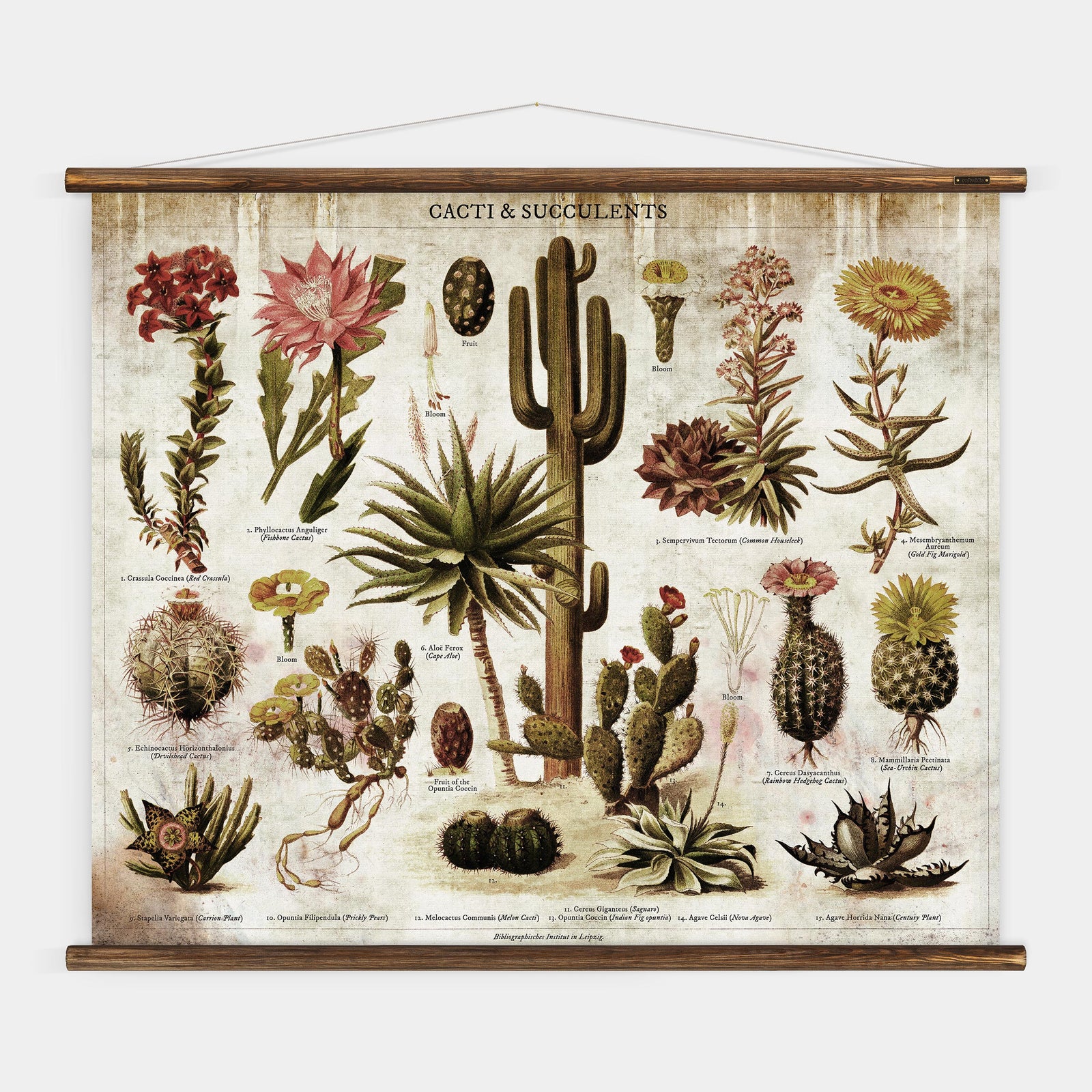 cacti succulents poster Cacti & Succulents Wall Chart – Erstwhile