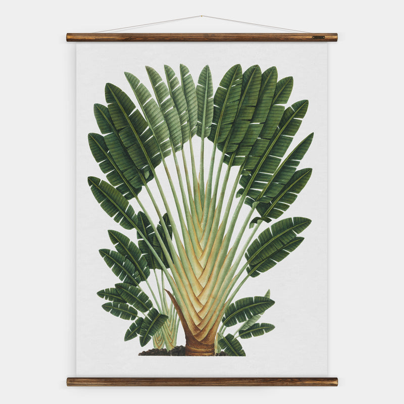 Travellers Palm Wall Chart
