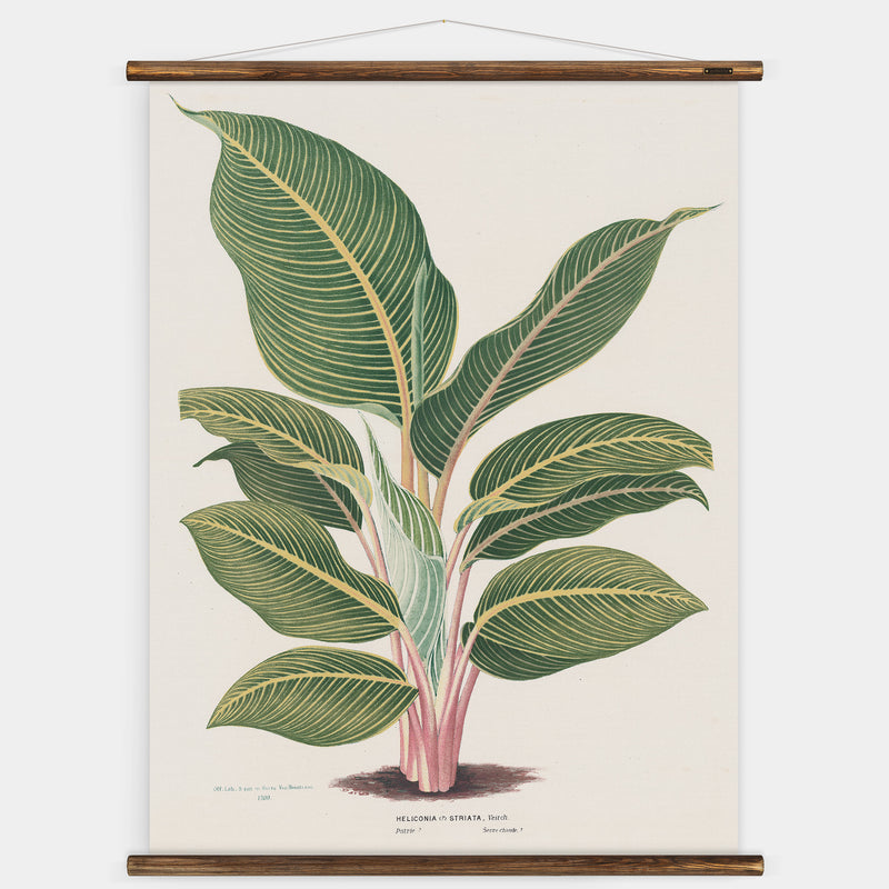 Heliconia Wall Chart