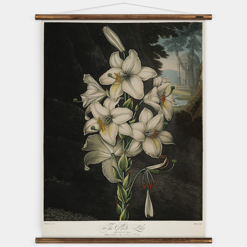 The White Lily Wall Chart